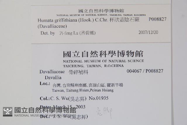 杯狀蓋陰石蕨藏品圖，第2張