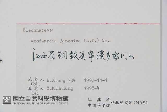 日本狗脊蕨藏品圖，第2張