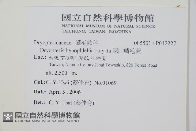深山鱗毛蕨藏品圖，第2張