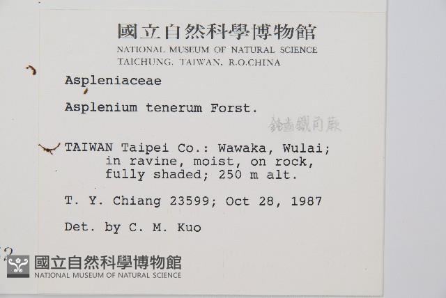 鈍齒鐵角蕨藏品圖，第2張