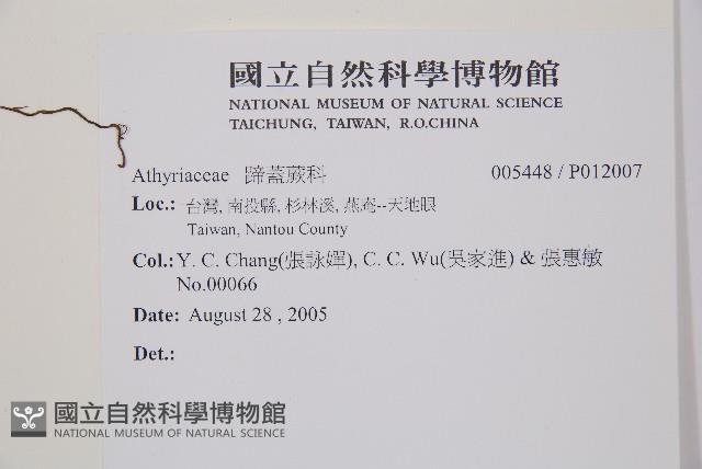 馬祖耳蕨藏品圖，第2張