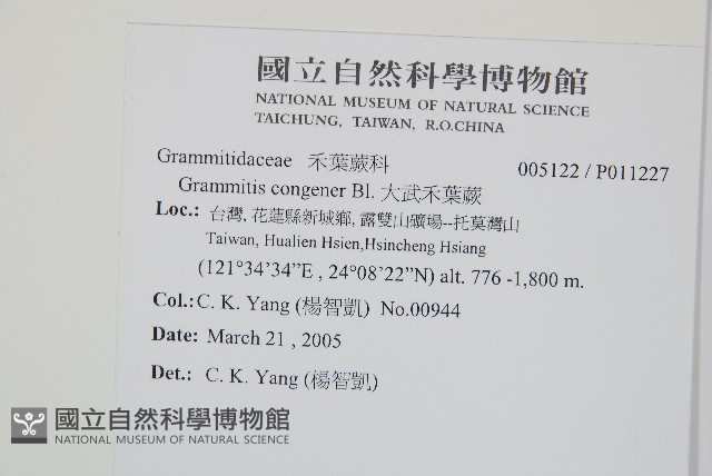 大武禾葉蕨藏品圖，第2張