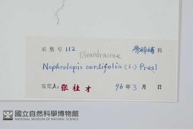 腎蕨藏品圖，第2張