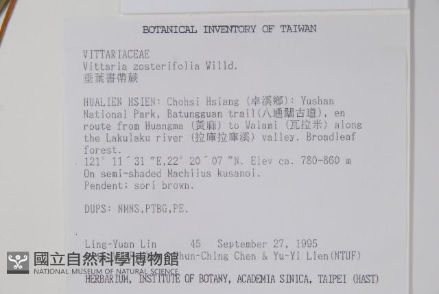 垂葉書帶蕨藏品圖，第2張
