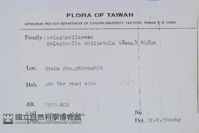 全緣卷柏藏品圖，第2張