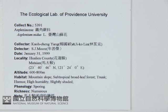 臺灣山蘇花藏品圖，第2張