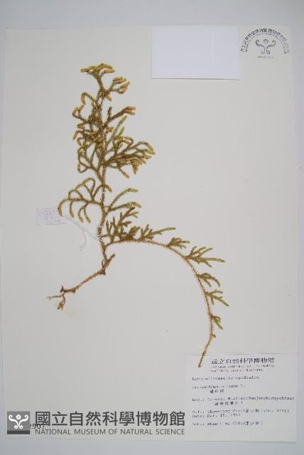 過山龍藏品圖，第1張