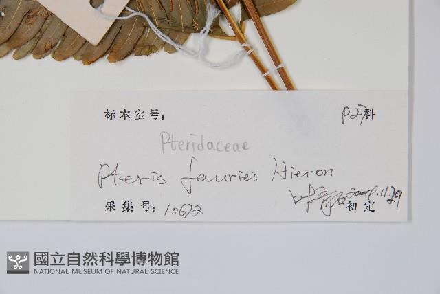 傅氏鳳尾蕨藏品圖，第2張