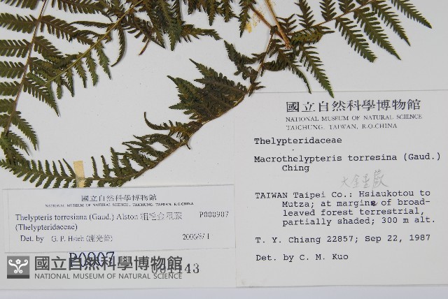 粗毛金星蕨藏品圖，第2張
