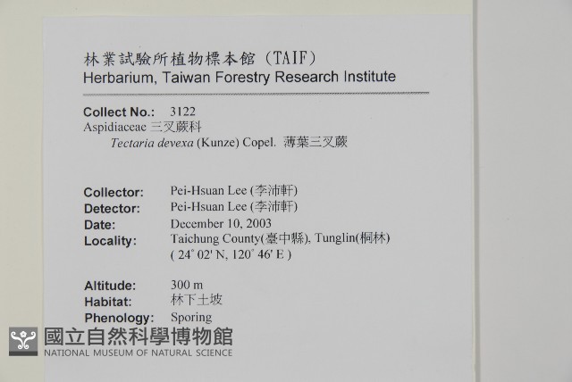 薄葉三叉蕨藏品圖，第2張