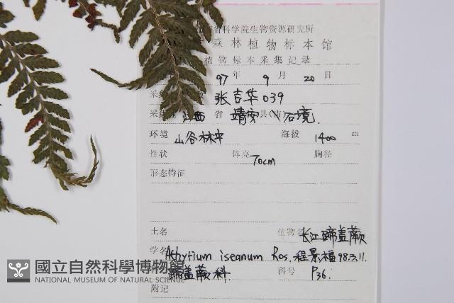 細葉蹄蓋蕨藏品圖，第2張