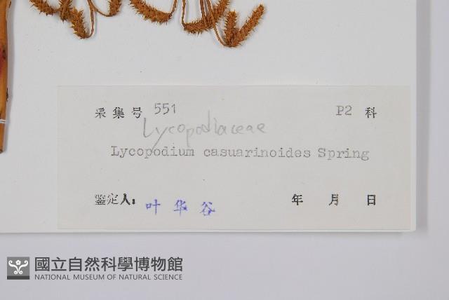 木賊葉石松藏品圖，第2張