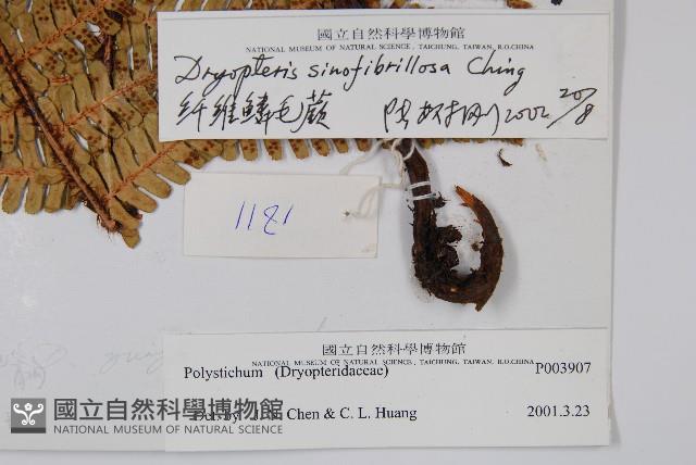 密鱗鱗毛蕨藏品圖，第2張