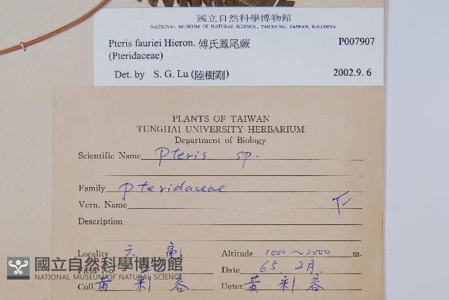 傅氏鳳尾蕨藏品圖，第2張