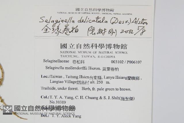 全緣卷柏藏品圖，第2張