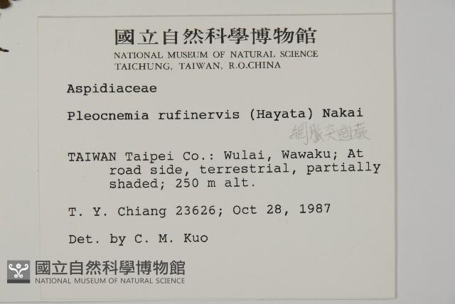 網脈突齒蕨藏品圖，第2張