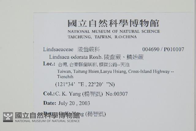 網脈鱗始蕨藏品圖，第2張