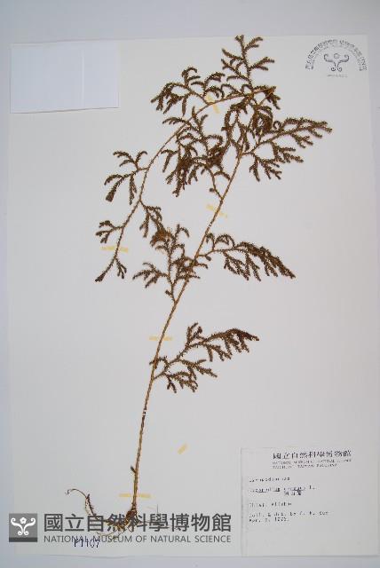 過山龍藏品圖，第1張