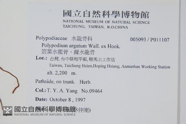 箭葉水龍骨、擬水龍骨藏品圖，第2張