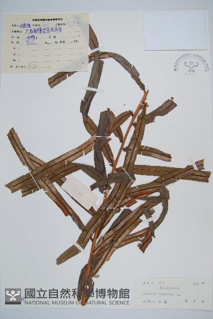 烏毛蕨藏品圖，第1張