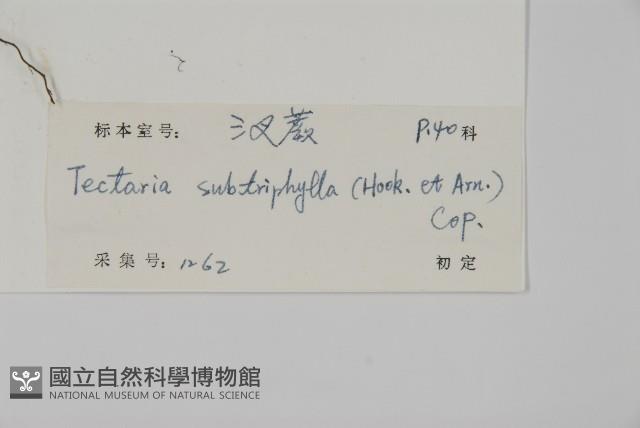 三叉蕨藏品圖，第2張