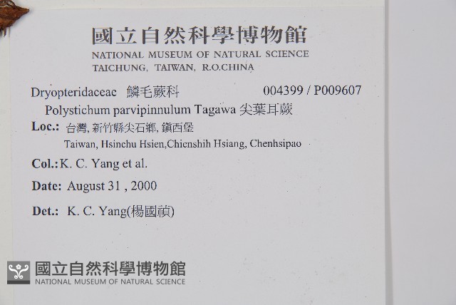 尖葉耳蕨藏品圖，第2張