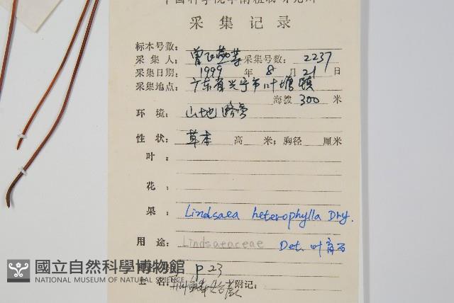 異葉鱗始蕨藏品圖，第2張