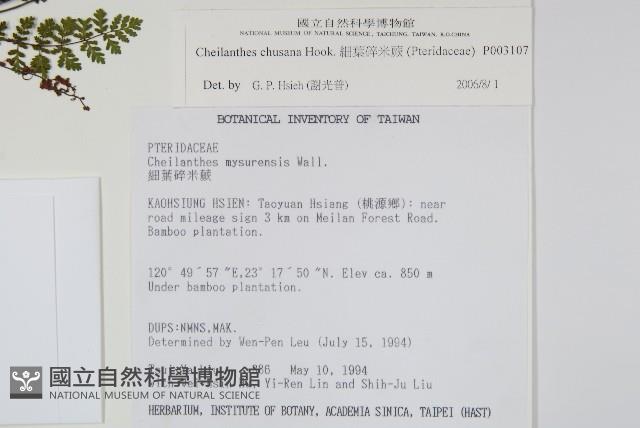 細葉碎米蕨藏品圖，第2張