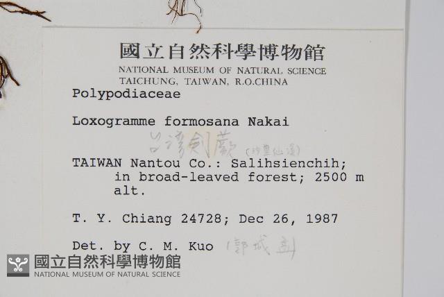 台灣劍蕨藏品圖，第2張