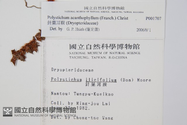 針葉耳蕨藏品圖，第2張