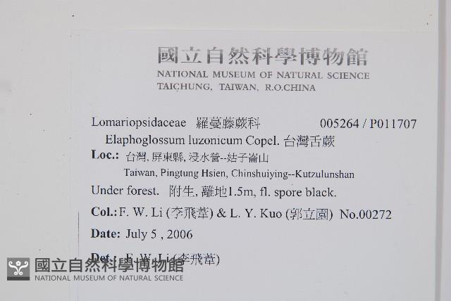 呂宋舌蕨、台灣舌蕨藏品圖，第2張
