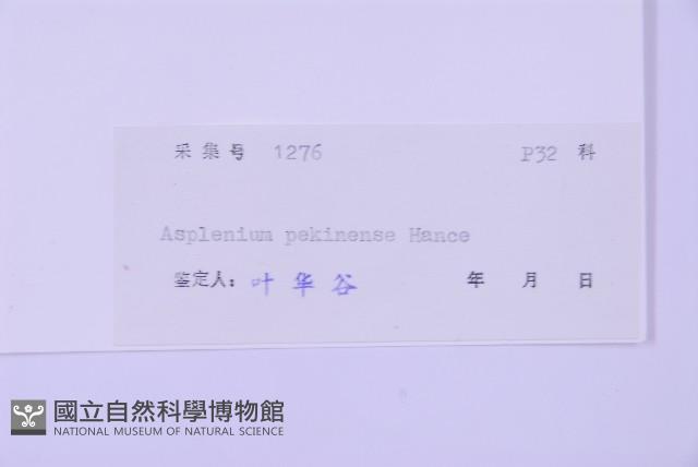 北京鐵角蕨藏品圖，第2張