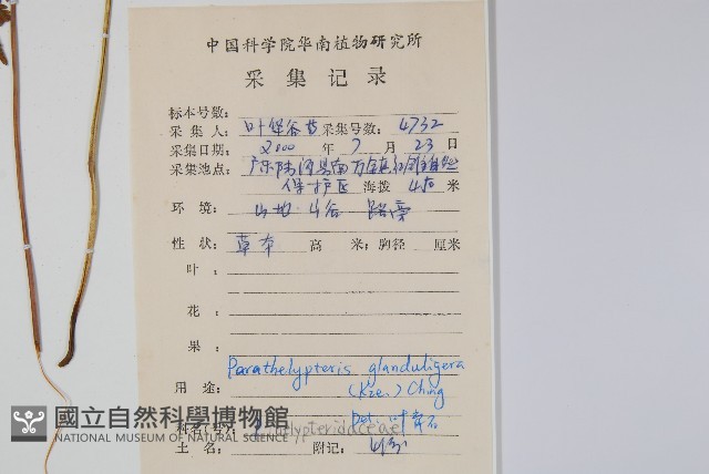 密腺副金星蕨藏品圖，第2張