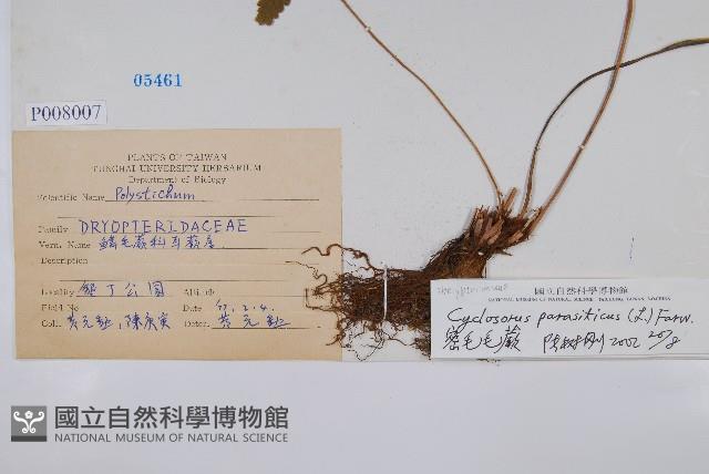 密毛毛蕨藏品圖，第2張