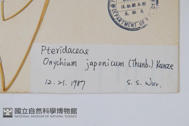 日本金粉蕨藏品圖，第2張