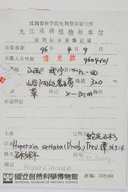 蛇足石杉、千層塔藏品圖，第2張