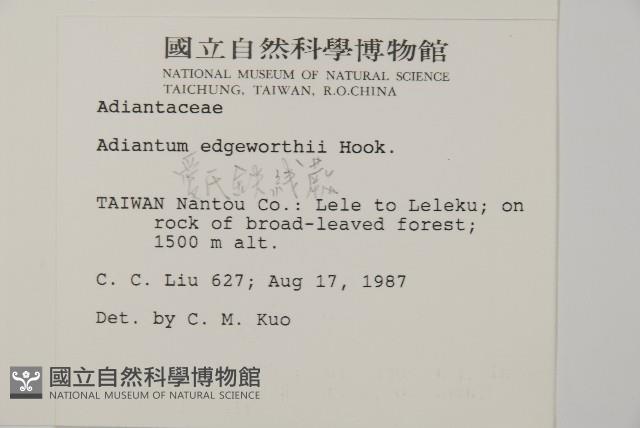 愛氏鐵線蕨藏品圖，第2張