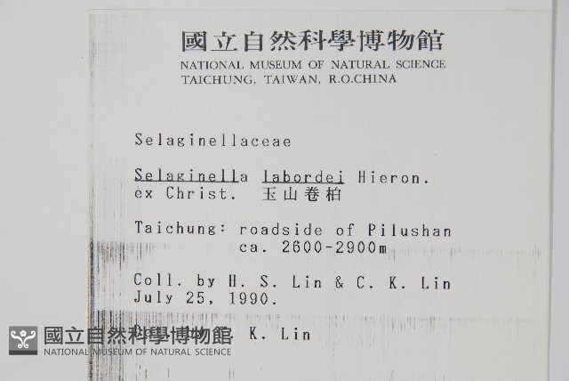 玉山卷柏藏品圖，第2張