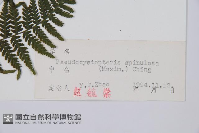 假冷麻藏品圖，第2張