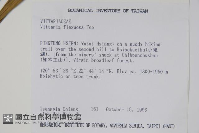 書帶蕨藏品圖，第2張