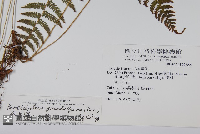 密腺副金星蕨藏品圖，第2張