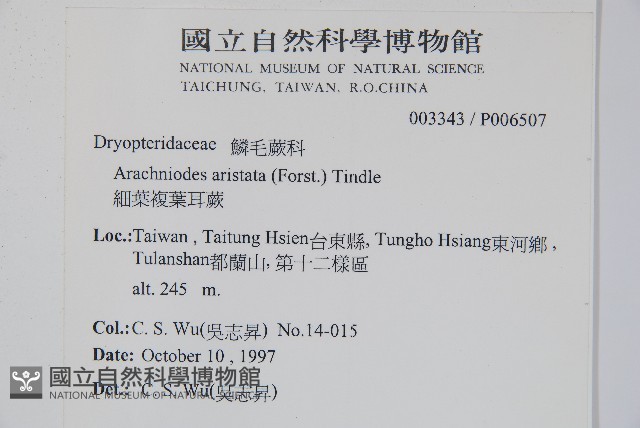 細葉複葉耳蕨藏品圖，第2張