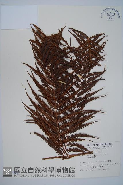 金狗毛蕨藏品圖，第1張