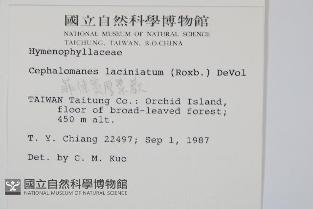 菲律賓厚葉蕨藏品圖，第2張