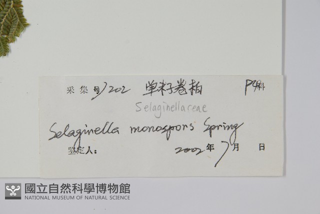 單抱卷柏藏品圖，第2張
