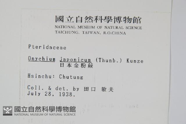 日本金粉蕨藏品圖，第2張