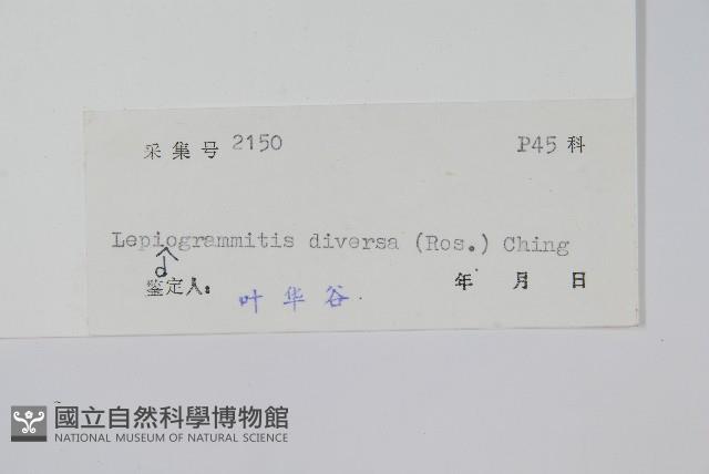 披針骨牌蕨藏品圖，第2張