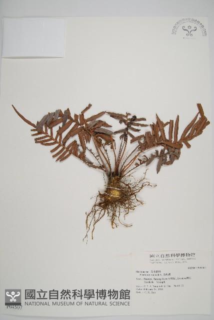 烏毛蕨藏品圖，第1張