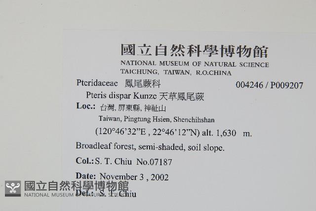 天草鳳尾蕨藏品圖，第2張