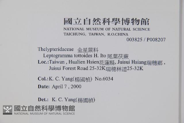 尾葉茯蕨藏品圖，第2張